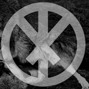 conflictrune-wolves-1-1